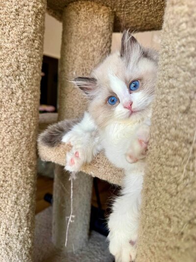 ragdoll-kitten-looking-at-camera-lying-in-the-middle-of-cat-tower