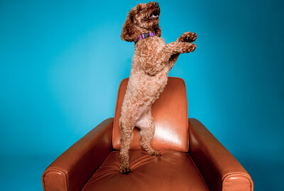 A lovely couple having fun during their Longwood Gardens engagement session