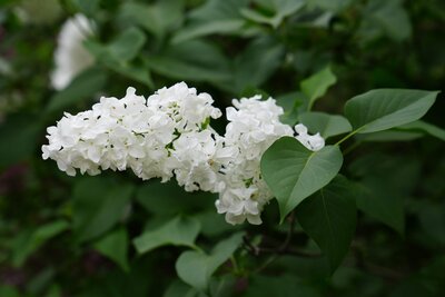 Avalanche syringa vulgaris white heirloom lilac at North Country Lilacs nursery in Canton, New York