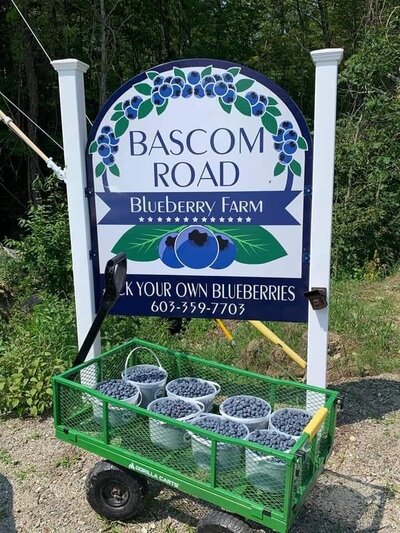 Bascom Road Blueberry Farm wooden sign with wagon of pick your own blueberries  and buckets in front