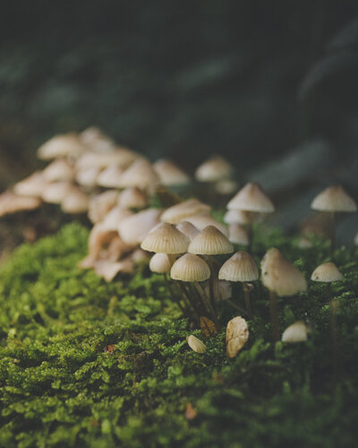 Nature photography of a bunch of mushrooms by Andreea Bucur