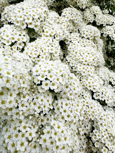 jasmine-f-dupe