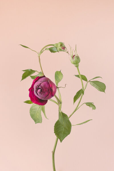 framed fine art floral photography print of rose bud on pink