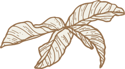 hand illustrated leaves