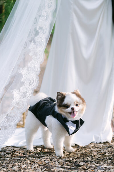 Newport RI Wedding Photographer | Rhode Island Caprio Captured Photography | Adorable White Pomeranian Dog Wearing a Black Suit