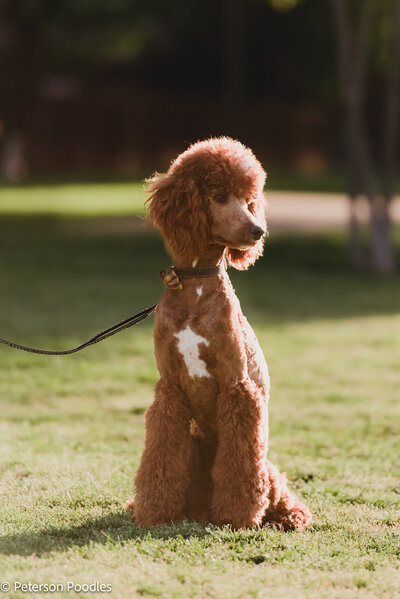Red Moyen Poodle-17