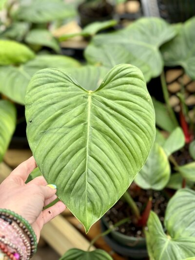 Heart-Shaped-Leaves2549_2
