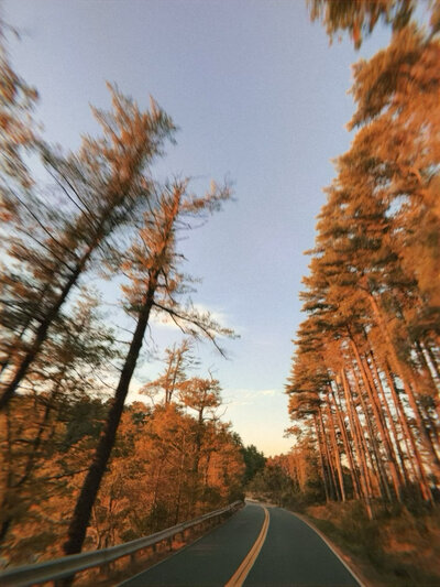trees