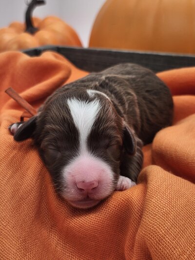 485f83ee-670d-4ac1-b2bc-e6b211073da2