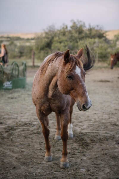 Horse in Western Wyoming Wedding
