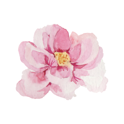 watercolor pink flower