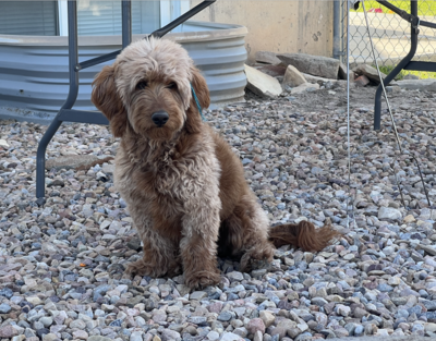 Screenshot 2024-08-27 at 1.40.18 PM