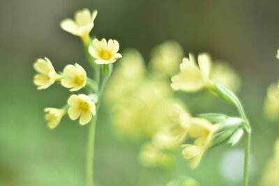 Sleutelbloem tuinontwerp Arnhem biodiverse tuin beplanting