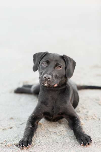 Black labrador puppy laying in the sand