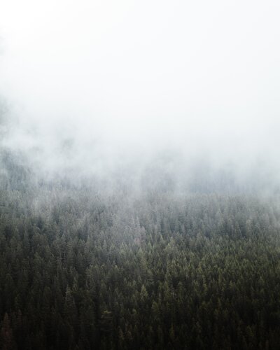 A serene view of pine trees covering a mountain, creating a peaceful and calming atmosphere that connects to tranquility.