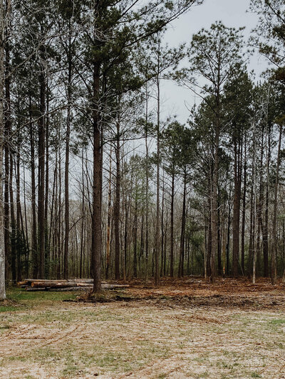 wooded-area-with-pile-of-trees-cut-down