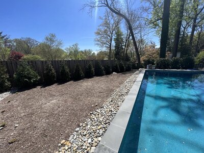 Backyard pool area with bare soil and minimal landscaping, lined with a row of small evergreen shrubs along the fence.