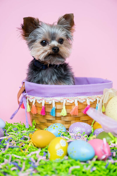Teacup yorkie on an easter basket