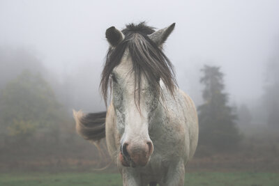 equine photography