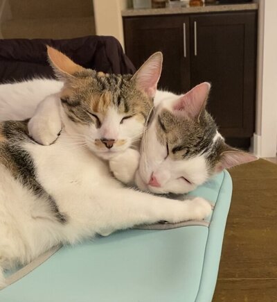 Two cats cuddled together on a soft surface