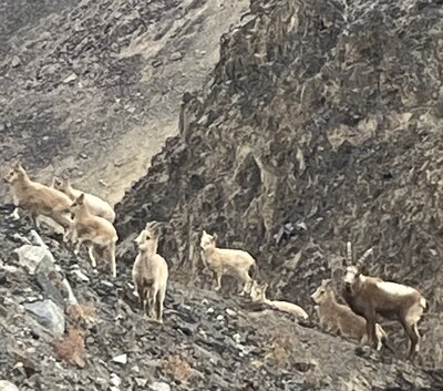 pakistan 11