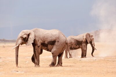 A herd of elephants gracefully roams across the arid savanna, their silhouettes framed by golden grasslands and a vast African sky.