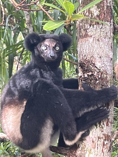 madagascar 9