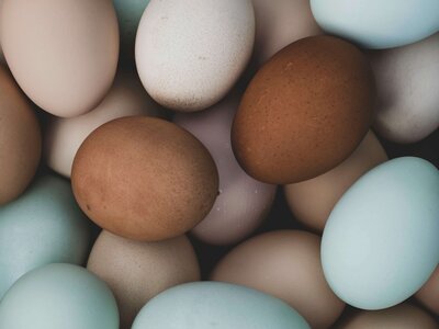 robin's egg blue and brown eggs