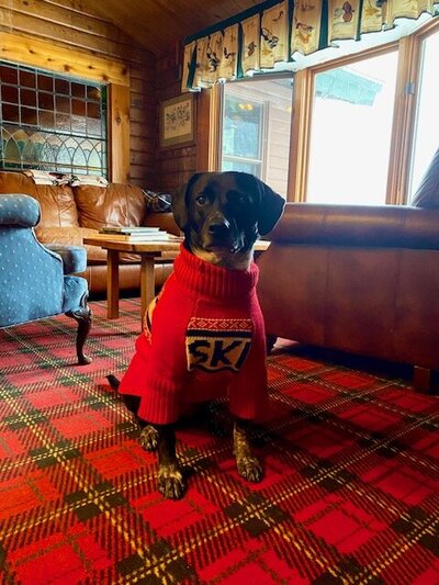 Remy is our rescue dog. Help support the animal shelters in your area to help sweet pups like Remy