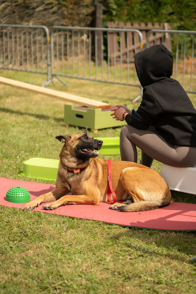 Hond bij training tijdens een workshop op Just Woofing