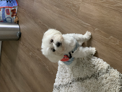 Picture of Teressa's dog ,Timi, a white maltese