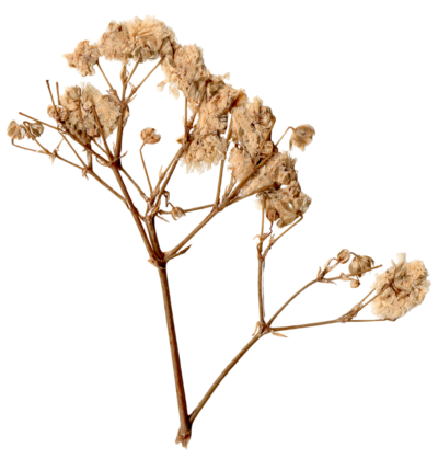 Dried cream pressed flowers