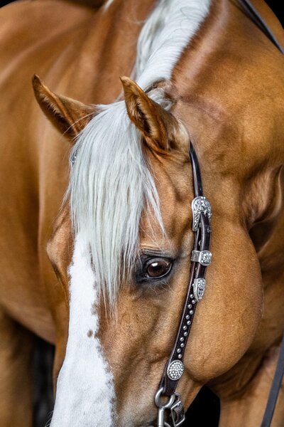 21. Hills Equestrian Photographer palomino horse portrait Half Steps Photography