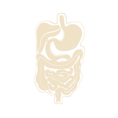 illustration of the digestive system including the stomach and intestines