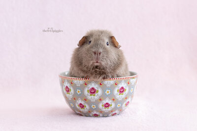 Cavia fotoshoot