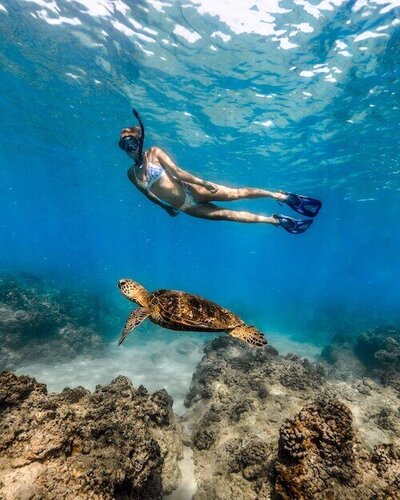Wild wanderer diving with turtles while living and working remotely in Oahu, Hawaii