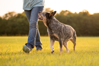 Cattle dog heeling off leash next to a woman walking in the field