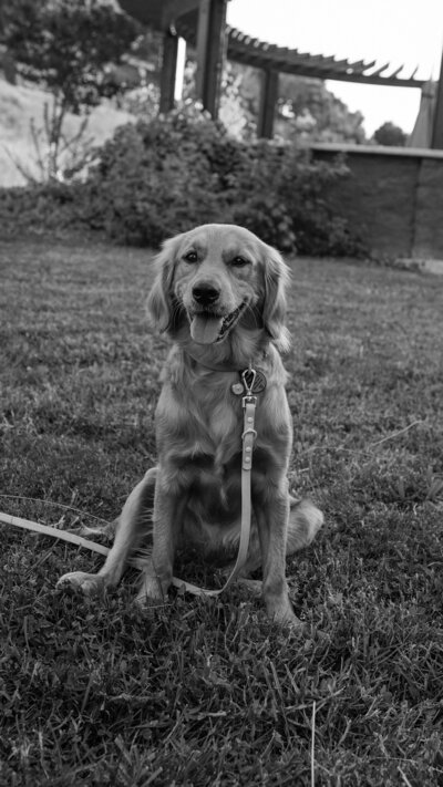 tired pup at The Little Retriever Ranch in Santa Barbara County, 93463