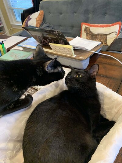 Cats
