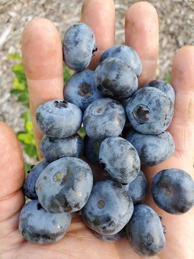 hand holding PYO blueberries
