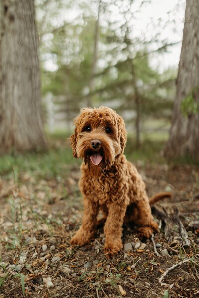 Red Australian Labradoodle Breeder in Alberta