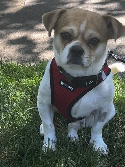 Smuggy2 (5)