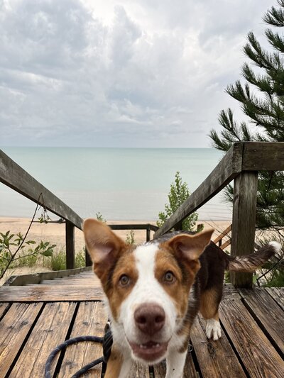 a dog at the beach