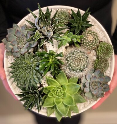 Mixed succulent cacti planter