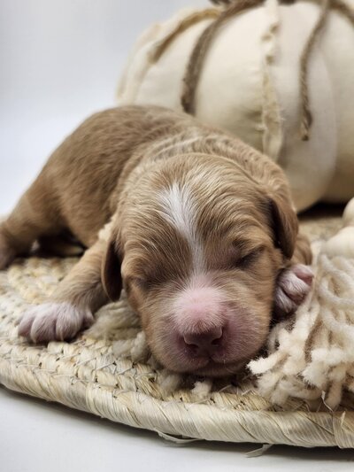 acbac948-0b82-4342-a7b9-4486f3a8cdf2