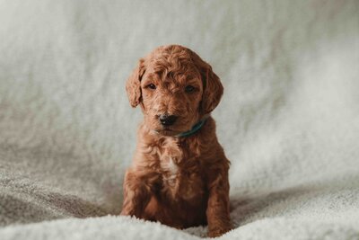 Red and Apricot Abstract Poodle-5