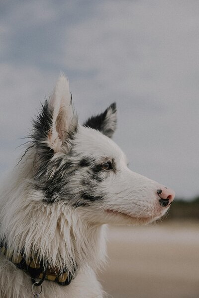 pexels-elina-volkova-16676444