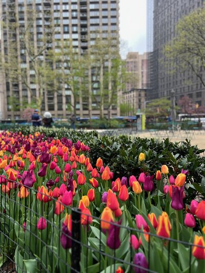 flowers along fence in New York City – calm, grounding visual supporting in-person therapy services