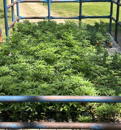 Cannabis plants being transported to the field for planting on a wagon