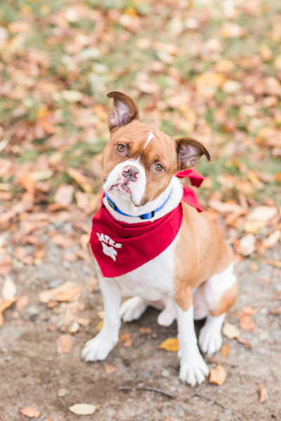 Boxer Mix Dog wearing a Bates College scarf